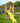 Jungle Gym - Legetårn Jungle Gym Sierra 2.1 m/gul rutschebane