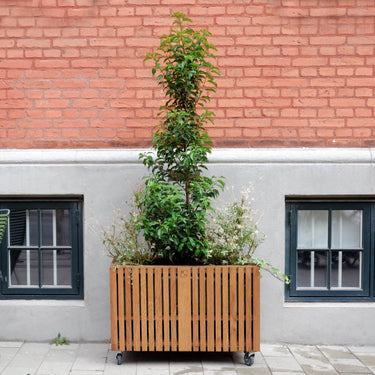 Squarely Copenhagen - GrowLARGE plantekasse 90x45 cm, Mørk Eg