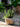 Bloomingville - Corelia Urtepotteskjuler, Brun, Stentøj - L22 × H12 × B17,5 cm