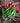 Bloomingville - Tulip Buket, Rød, Kunstige Blomster - Ø21 × H35 cm