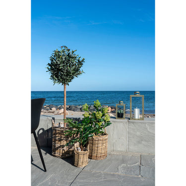 House Nordic - Skimmia Træ H75 cm