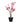House Nordic - Magnoliatræ H75 cm
