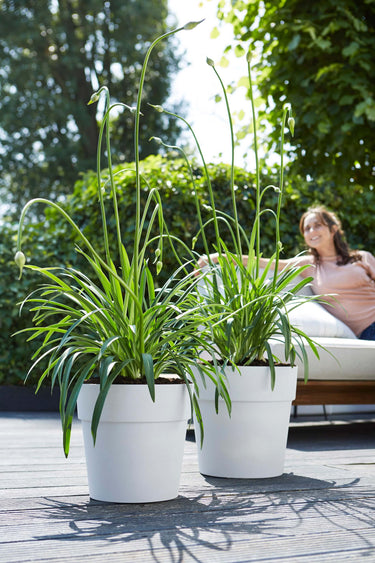 Hvide plantepotter fra Elho med planter i